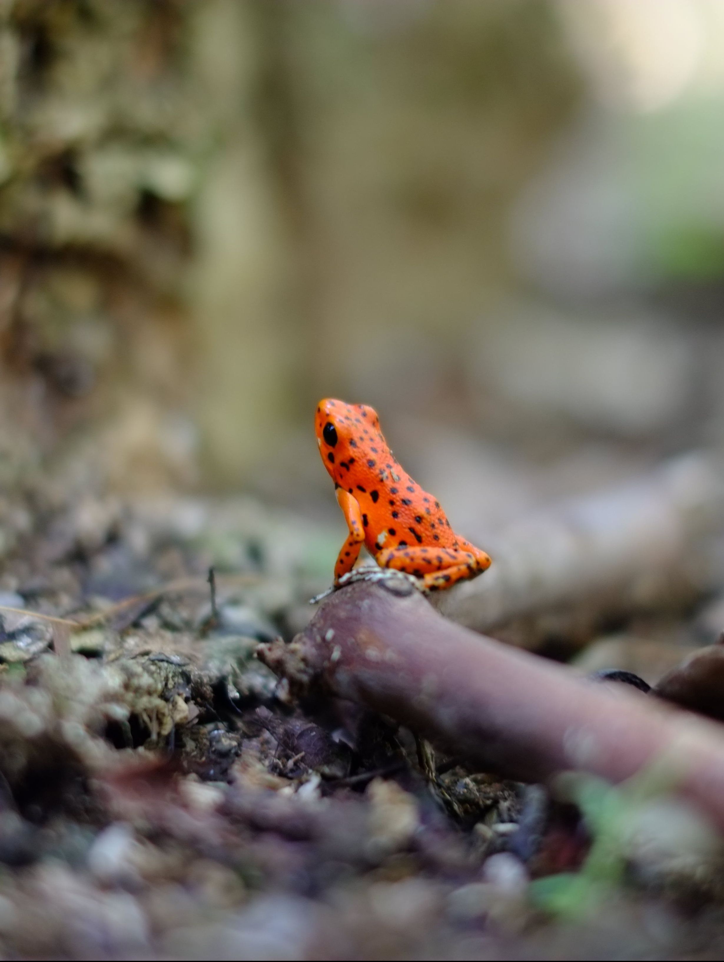 amphibian-1868079